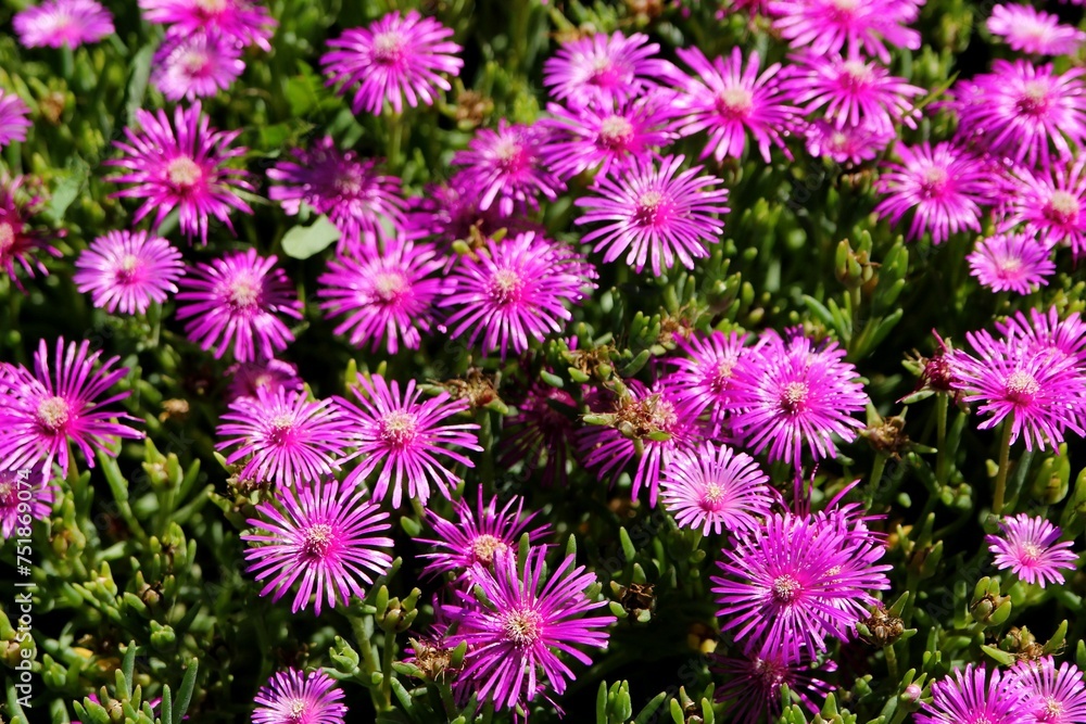 Pink chrysanthemum natural background. Pink flowers in the garden, background image Pink chrysanthemum natural background. Pink flowers in the garden, background image