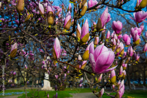 Flower of magnolia in the centre of Szeged photo
