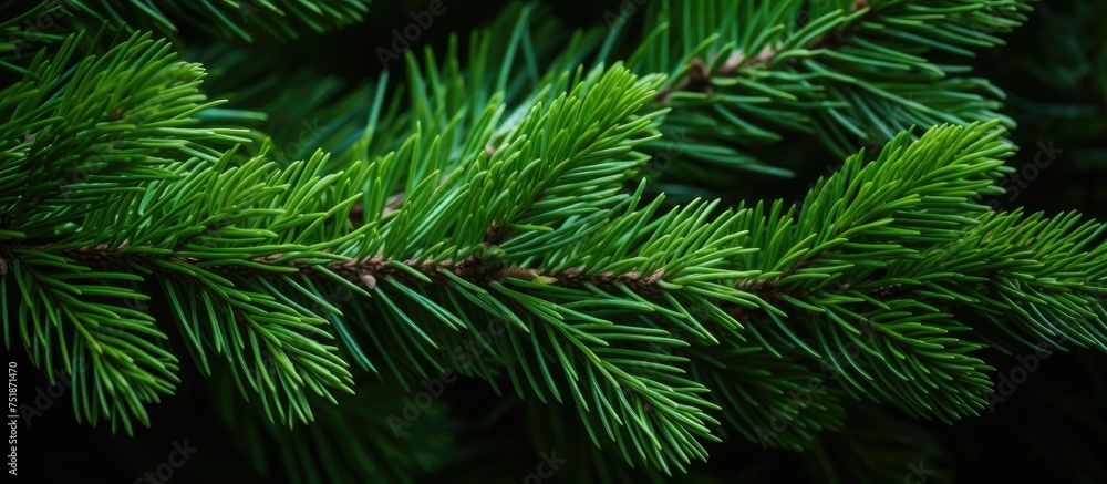 This detailed close-up showcases the intricate patterns and textures of a pine tree branch, revealing the needles, bark, and subtle colors in sharp focus. This detailed close-up showcases the intricate patterns and textures of a pine tree branch, revealing the needles, bark, and subtle colors in sharp focus.