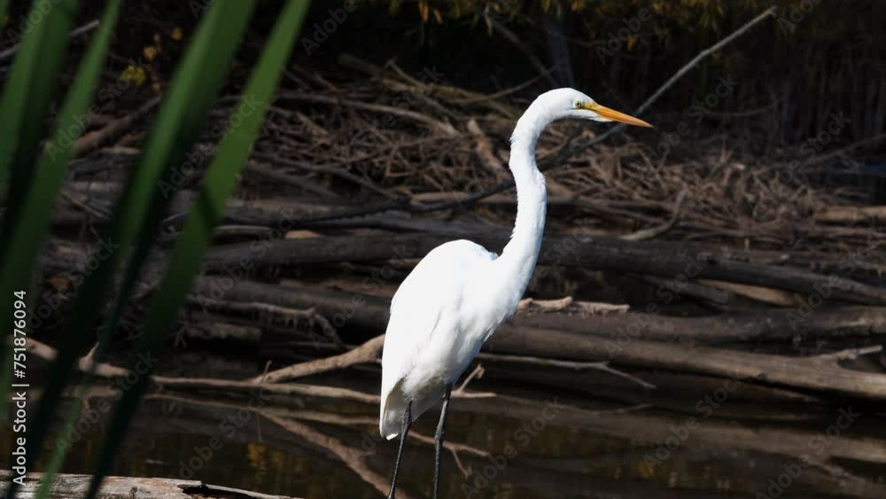 Great egret wades along the edge of a pond in Burlington, Ontario, Canada Great egret wades along the edge of a pond in Burlington, Ontario, Canada
