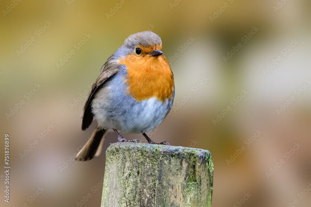 European Robin (erithacus rubecula) on a fence post European Robin (erithacus rubecula) on a fence post