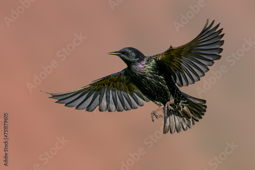 Starling (sturnus vulgaris) in flight