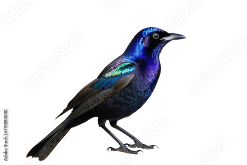 Common grackle bird, full body, high quality stock photograph, isolated on white background, feathers shimmering with iridescent purple and blue, yellow piercing eyes, natural light, ultra clear © ramses