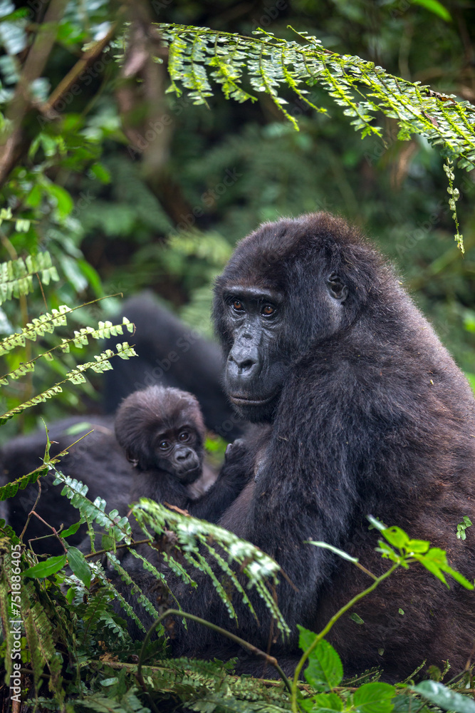 Gorilla Mother and Baby in Ugands's Impenetrable National Forest Gorilla Mother and Baby in Ugands's Impenetrable National Forest