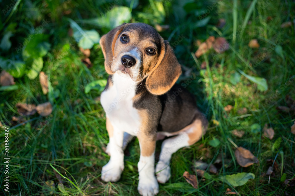 Young beagle dog playing outside. Beagle dog breed