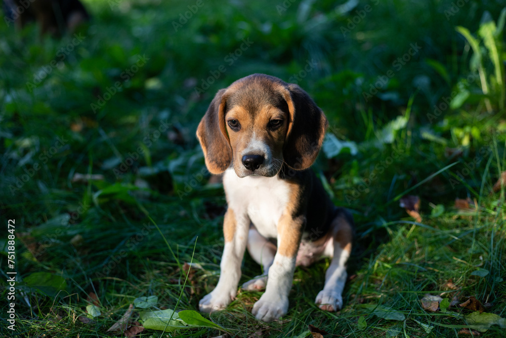 Young beagle dog playing outside. Beagle dog breed