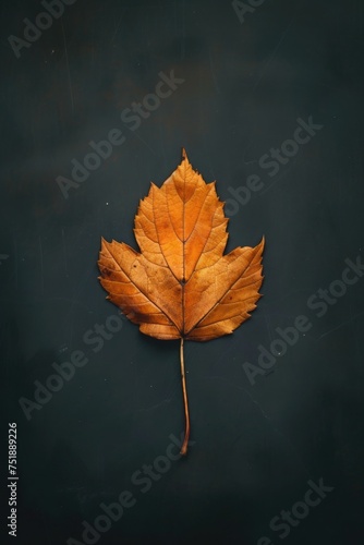 Minimalist Autumn Leaf, Isolated and Detailed with Clean Lines, Capturing the Elegance of Nature in a Simple Design