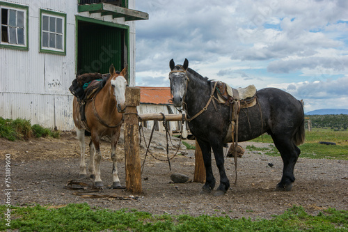 Attentive horses on a Patagonian ranch