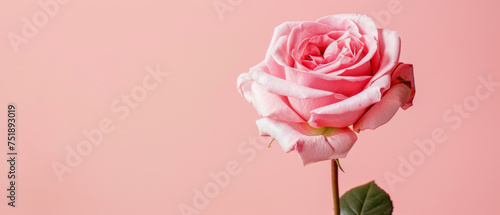 Pink Rose flower on minimalist pink background. Delicate petals  thorns  powerful symbol of beauty  enduring love and resilience. Mother s Day  Valentine s Day and wedding concept.