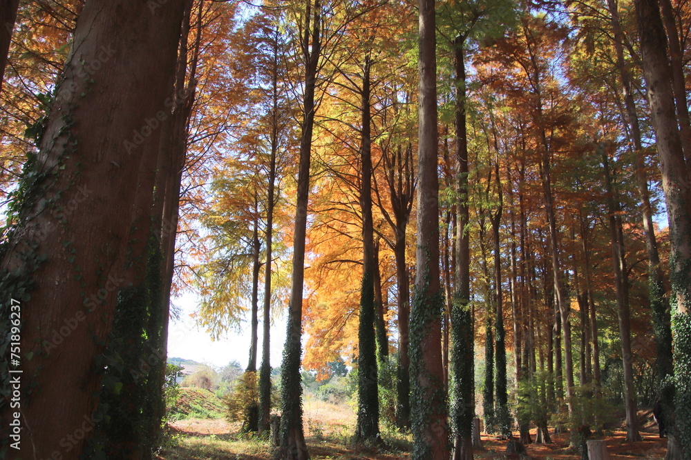 Obraz premium 福岡県築上町のメタセの杜風景