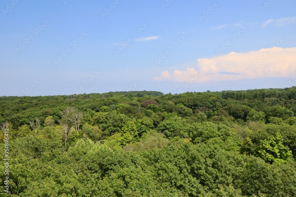 Naklejka premium High angle view of tree cover in a dense forest 