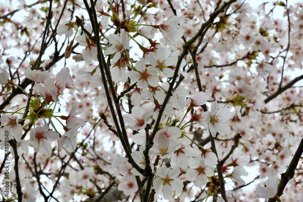 Japanese Cherry Blossom trees (Prunus serrulata) also known as Sakura