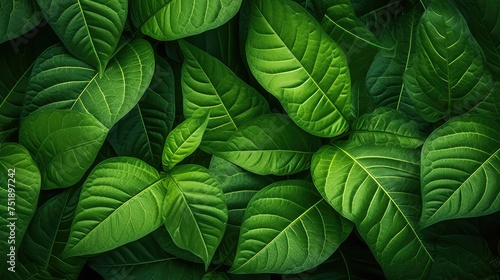 green organic leaves background