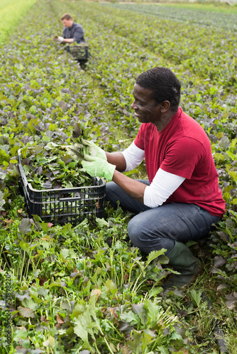 Focused African American worker hand harvesting crop of red leaf mustard on vegetable plantation