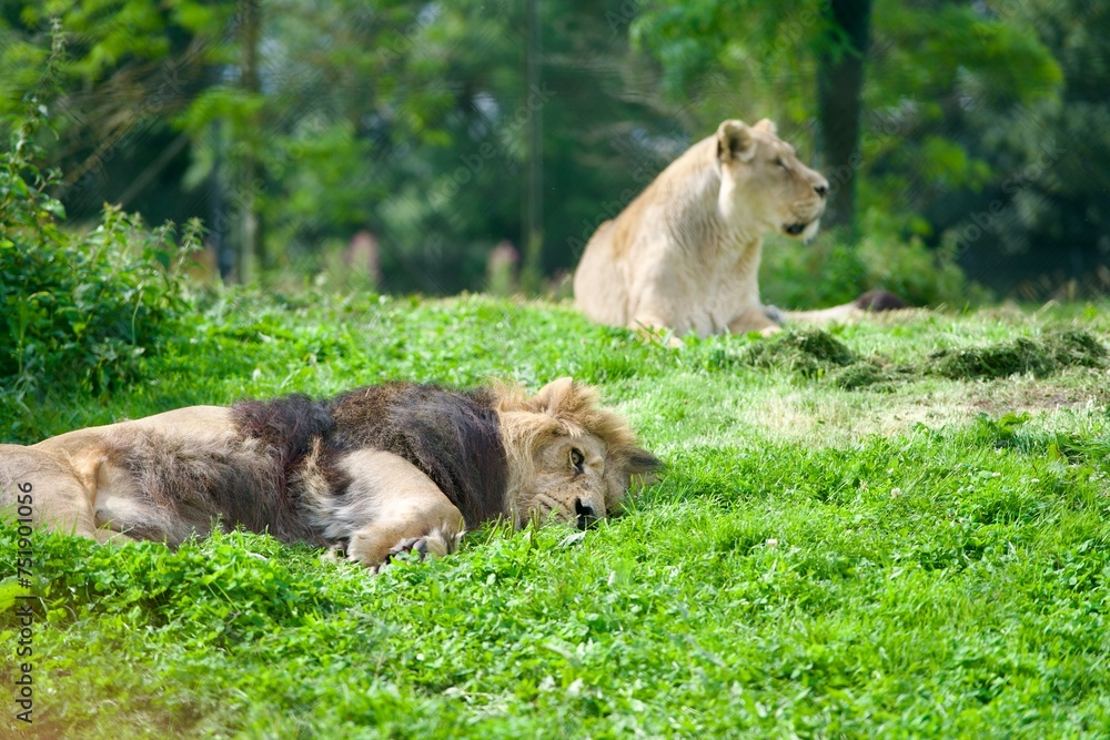 Lion and lioness lying on the field Lion and lioness lying on the field