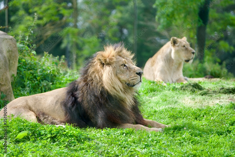 Lion and lioness lying on the field Lion and lioness lying on the field