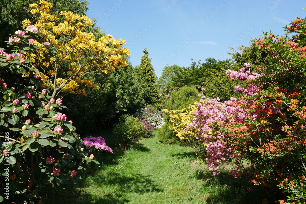 Rhododendrongarten und Azaleengarten im Schlossgarten Schloss Königshain Rhododendrongarten und Azaleengarten im Schlossgarten Schloss Königshain