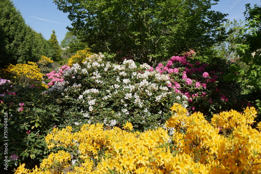 Rhododendrongarten und Azaleengarten im Schlossgarten Schloss Königshain Rhododendrongarten und Azaleengarten im Schlossgarten Schloss Königshain
