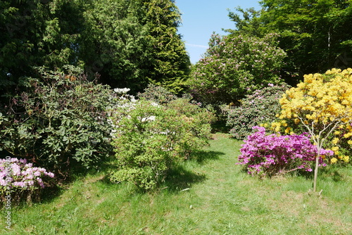 Fototapeta Naklejka Na Ścianę i Meble -  Rhododendrongarten und Azaleengarten im Schlossgarten Schloss Königshain