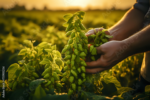 Sunlit Harvest: Hands Gathering Fresh Hops.
Hands carefully selecting ripe hops in a sun-drenched field, capturing the essence of craft brewing and agricultural dedication. photo