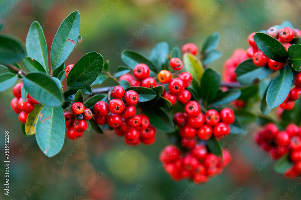 Obraz premium View of the red berries in autumn