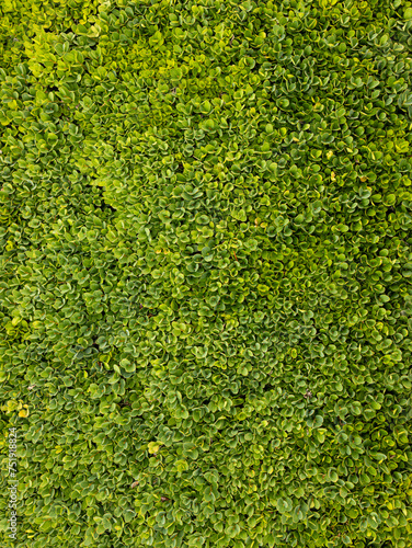 Green boxwood leaves