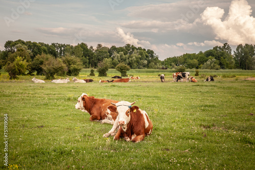 Selective blur on a Holstein frisian cow with its typical brown and white fur, laying down and resting in a Serbian pasture. Holstein is a cow breed, known for its dairy milk production. photo