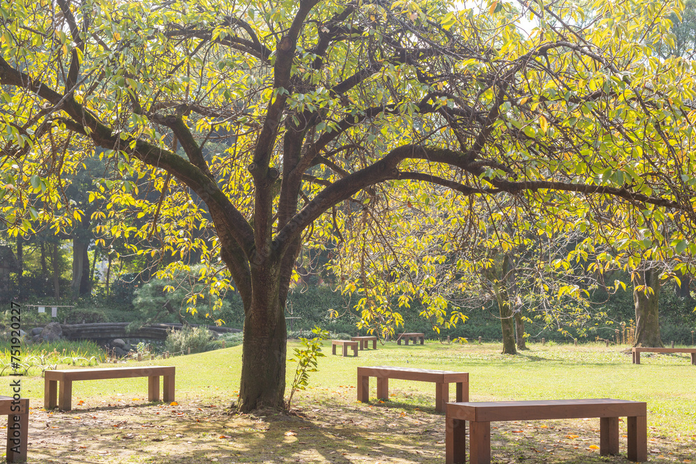 autumn tree and empty benches on the field of kiyosumi japanese park in tokyo