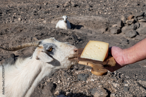 Goat cheese and goats on volcanic rocks and hillsides on Fuerteventura, Canary islands, Spain in winter