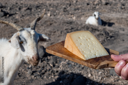 Goat cheese and goats on volcanic rocks and hillsides on Fuerteventura, Canary islands, Spain in winter