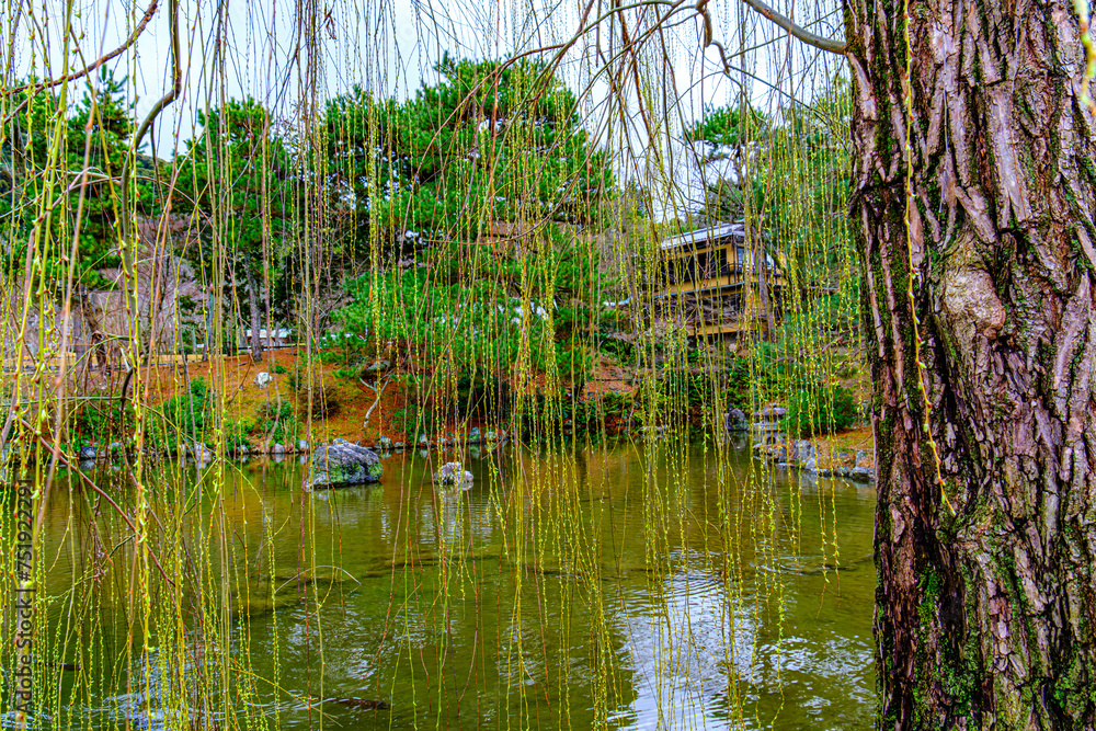 京都、円山公園のしだれ柳 Stock Photo | Adobe Stock