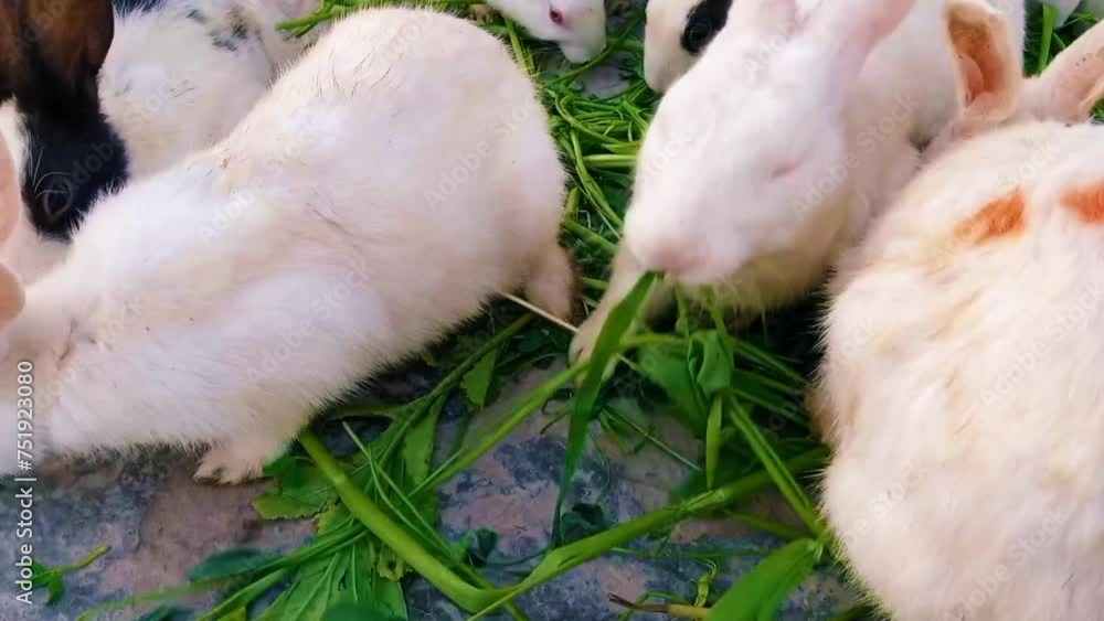 group of white rabbits eating fresh grass on farmyard during daytime group of white rabbits eating fresh grass on farmyard during daytime