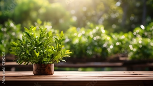 Sunlit Plant in Pot on Wooden Table with Green Forest Backdrop  To provide a high-quality and visually appealing stock photo of a potted plant in a