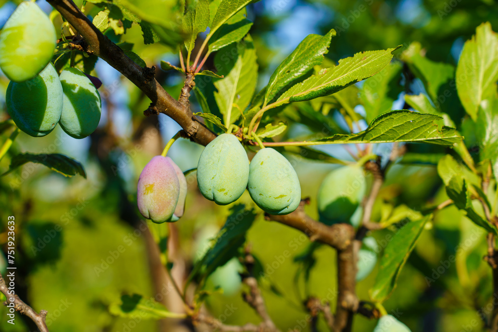 Two green plums hanging from a tree branch Two green plums hanging from a tree branch