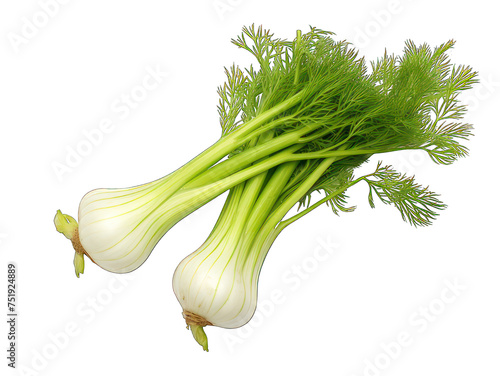 Fennel isolated on transparent background, transparency image, removed background
