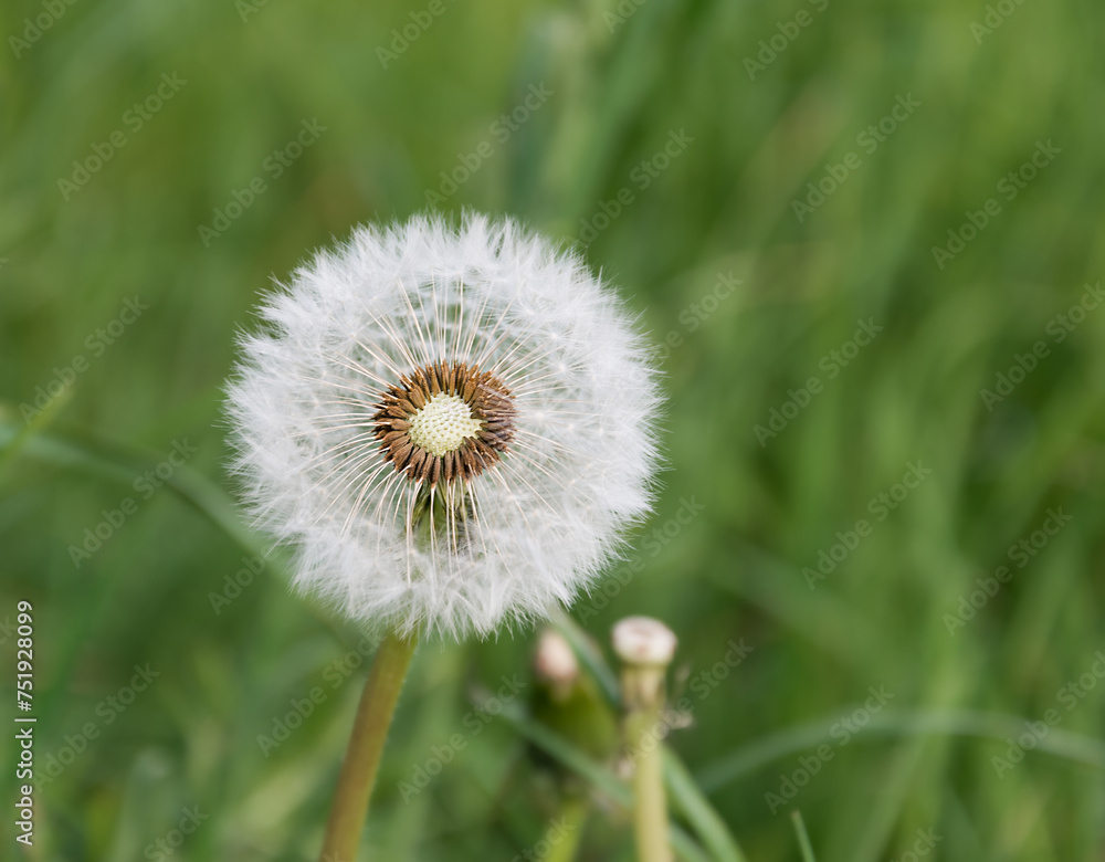 Fototapeta premium Fluffy dandelion on a background of green grass