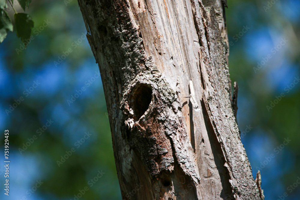 Obraz premium A tree with a hole in it used by woodpecker birds as a nest