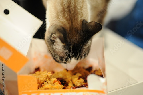  cat curious fried chicken nuggets photo