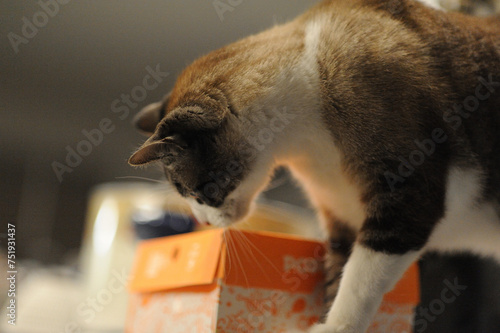 Quadro em tela cat curious fried chicken nuggets