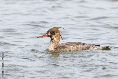 A sea duck called the red-breasted merganser (Mergus serrator) with non-breeding plumage in the waters along City Island, Sarasota, Florida photo