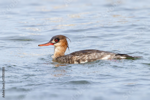 A sea duck called the red-breasted merganser (Mergus serrator) with non-breeding plumage in the waters along City Island, Sarasota, Florida