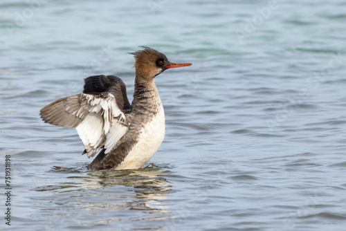 A sea duck called the red-breasted merganser (Mergus serrator) with non-breeding plumage in the waters along City Island, Sarasota, Florida photo