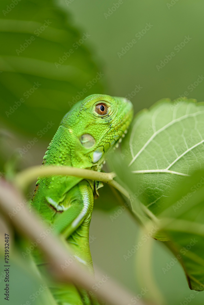 Iguana cub in close-up with green background. South American and Brazilian biodiversity Iguana cub in close-up with green background. South American and Brazilian biodiversity