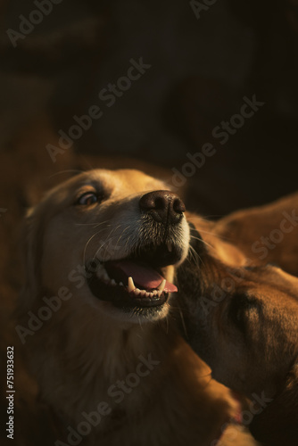 Golden retriever y perro jugando en un ambiente de luz cálida a la hora del atardecer © Julin