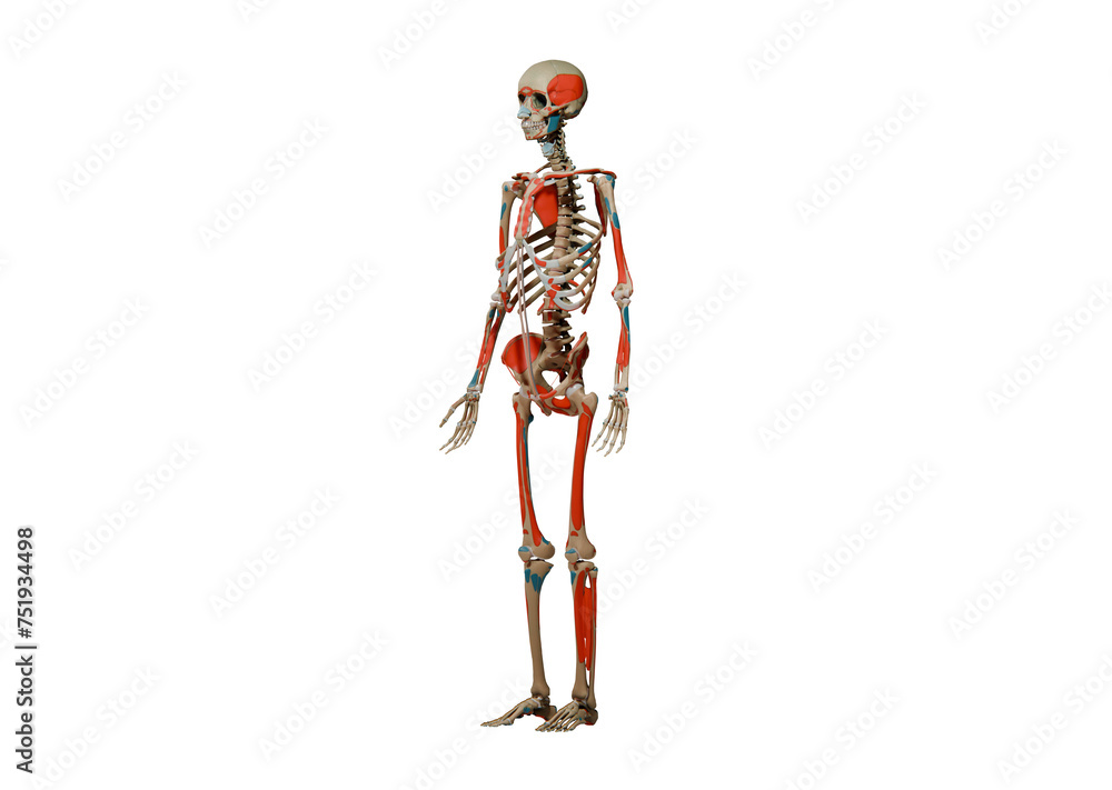 human skeletal and muscular 3D