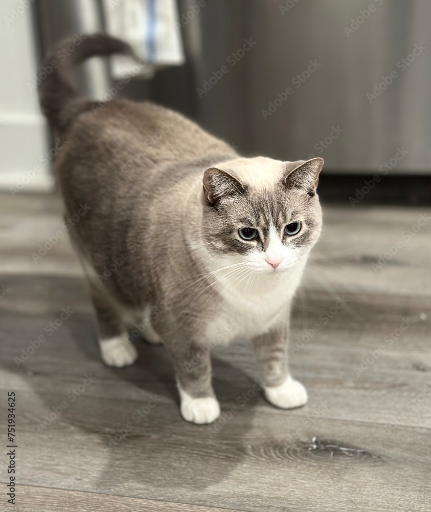 siamese snowshoe cat mixed tabby