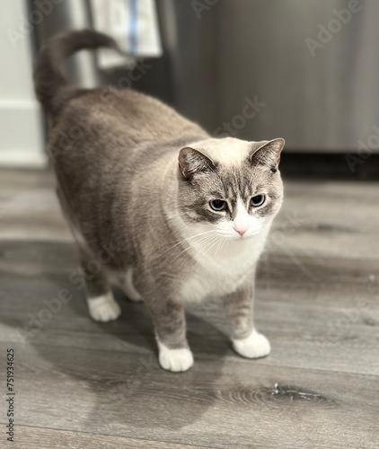 siamese snowshoe cat mixed tabby