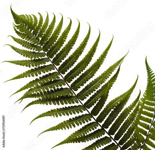 Boston ferns leaf