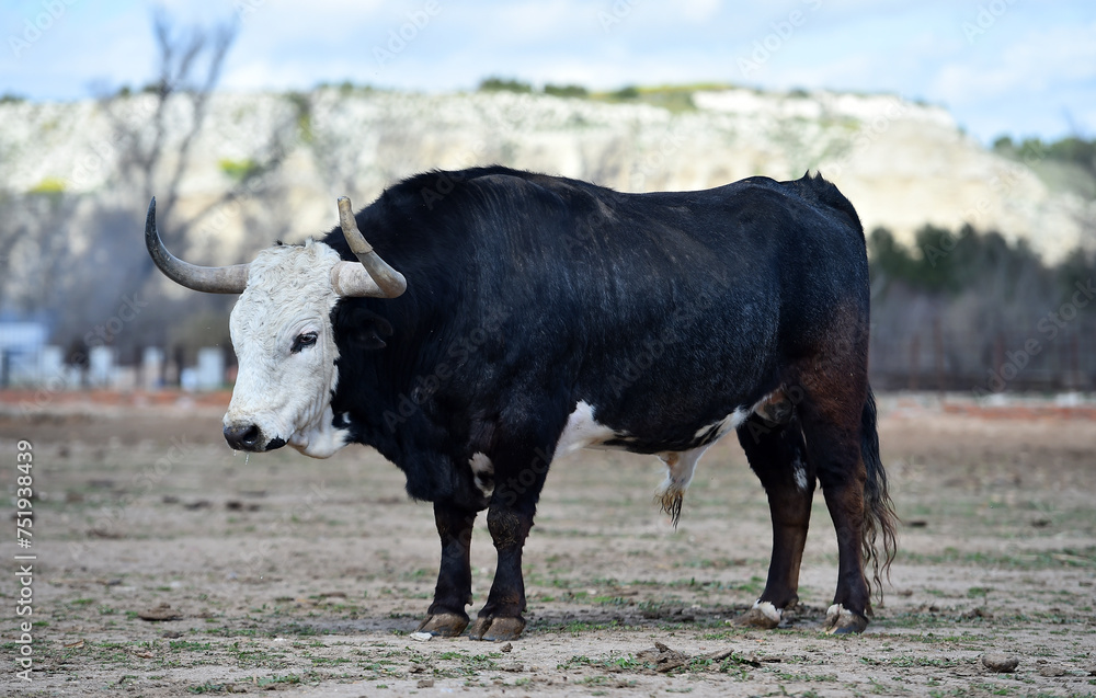 un toro con la cabeza blanca en una ganaderia de españa