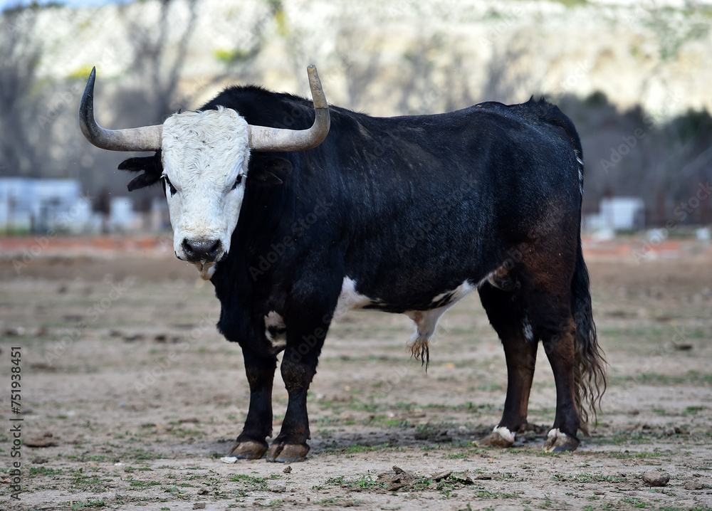 un toro con la cabeza blanca en una ganaderia de españa un toro con la cabeza blanca en una ganaderia de españa